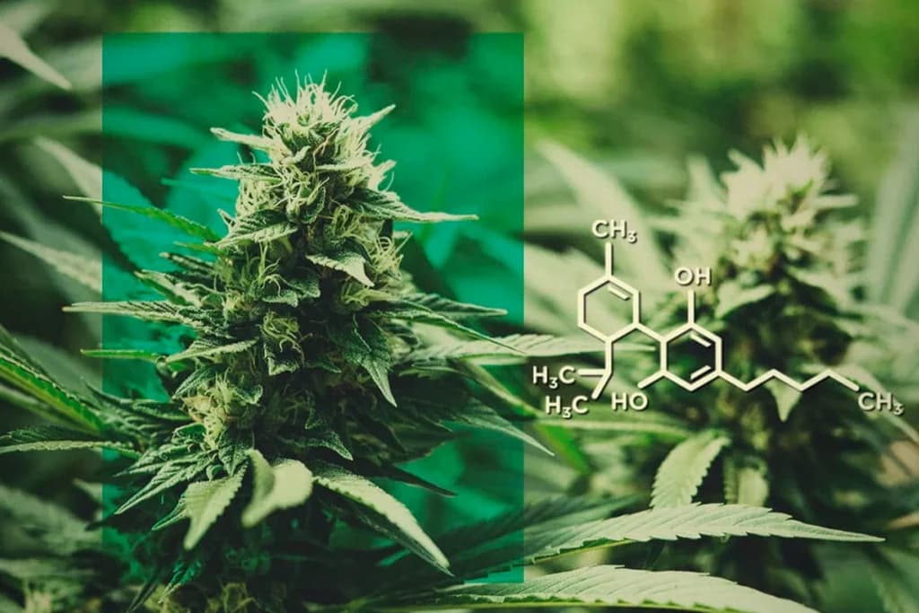 CBD-Öl und Sie: Passen Sie diese natürliche Lösung an Ihre Gesundheitsbedürfnisse an