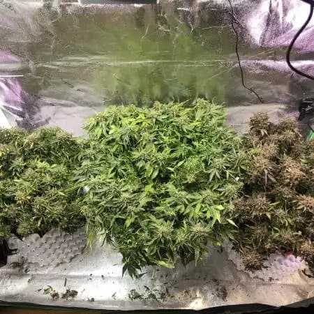 Die Revolution der Autoflower: Platinum Mimosa Cookies Double XL im Rampenlicht