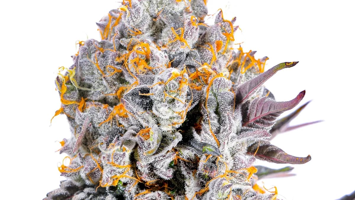 CBD Blüten 100g günstig kaufen – Beste Preise und Qualität
