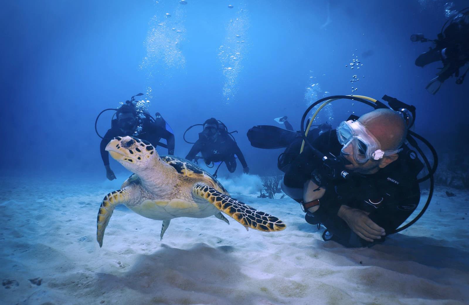 Tauchen Mexiko: Willkommen bei DeepDiveMexico, deiner deutschen Tauchschule im Paradies