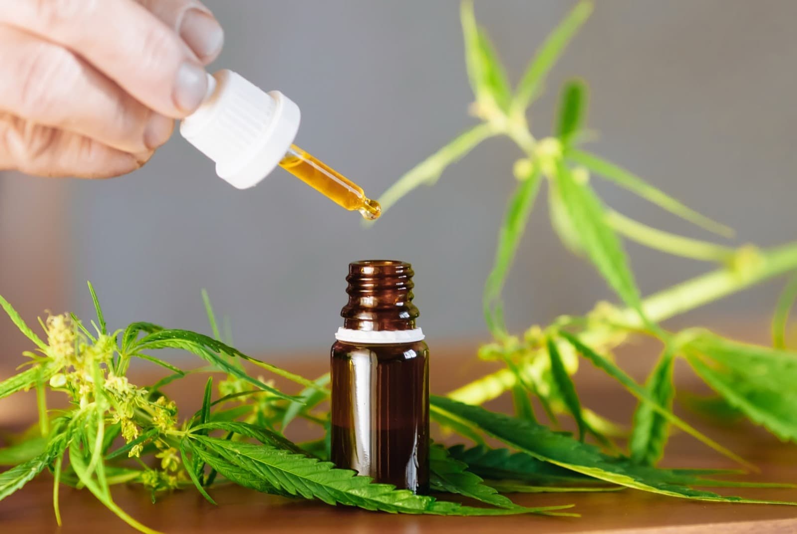 So kannst du CBD Blüten online bestellen – unser Ratgeber