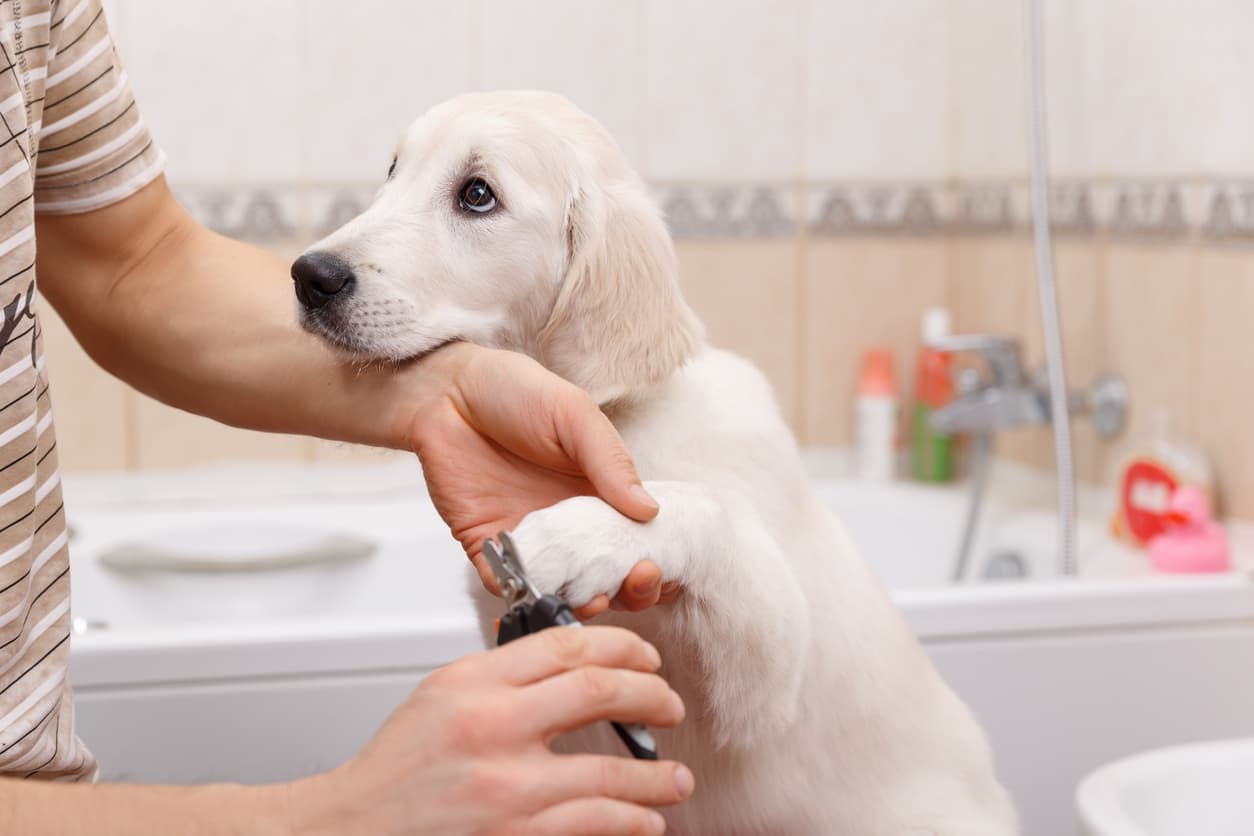 Im Handumdrehen verschwunden: Tools für eine effiziente und stressfreie Hundefotografie
