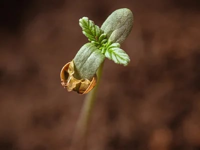 So kannst du CBD Blüten online bestellen – unser Ratgeber