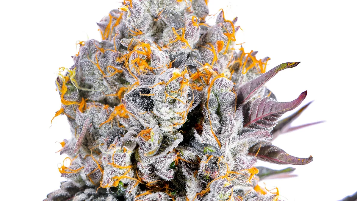 CBD Blüten 100g günstig kaufen – Beste Preise und Qualität