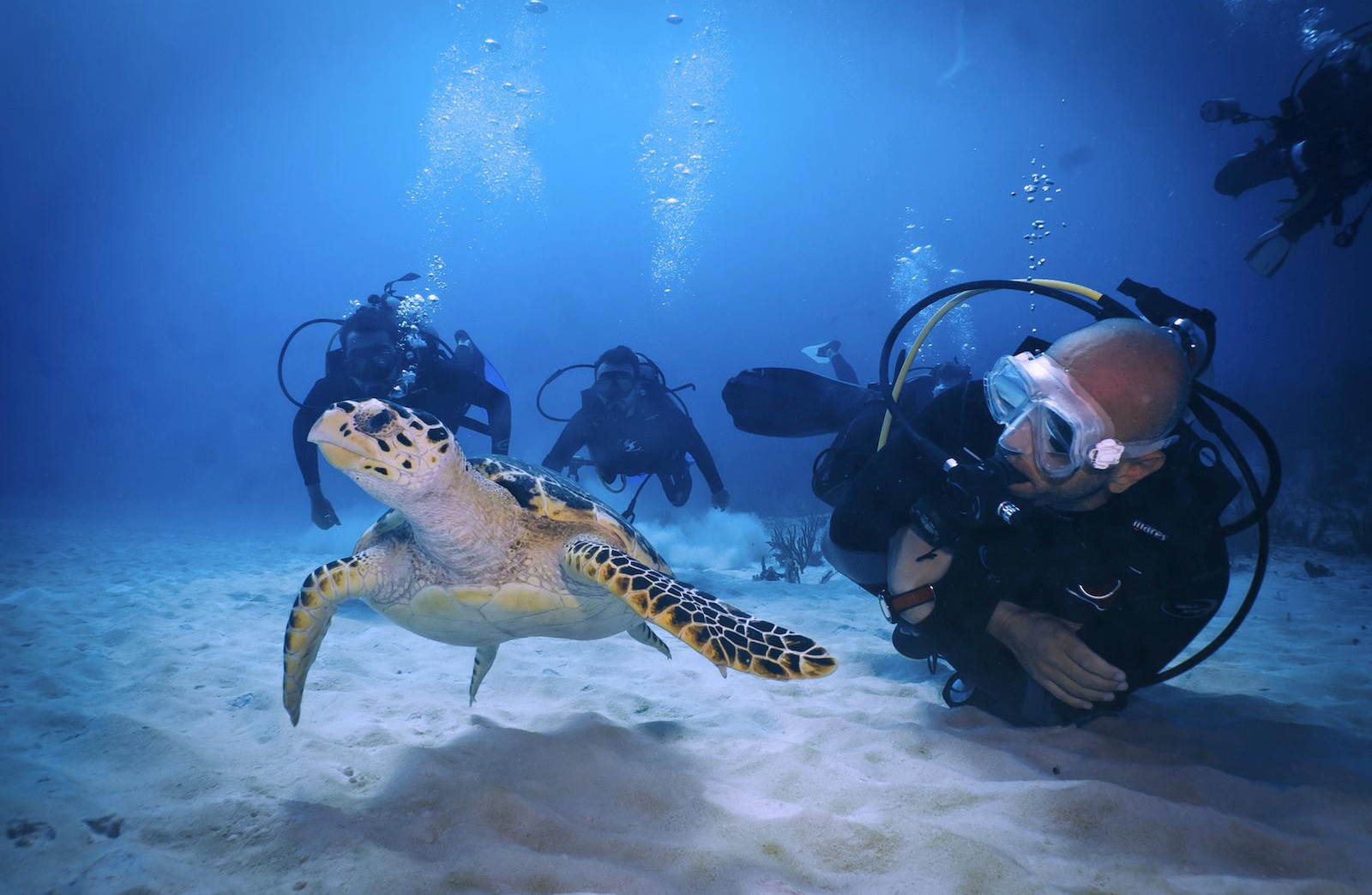 Tauchen Mexiko: Willkommen bei DeepDiveMexico, deiner deutschen Tauchschule im Paradies