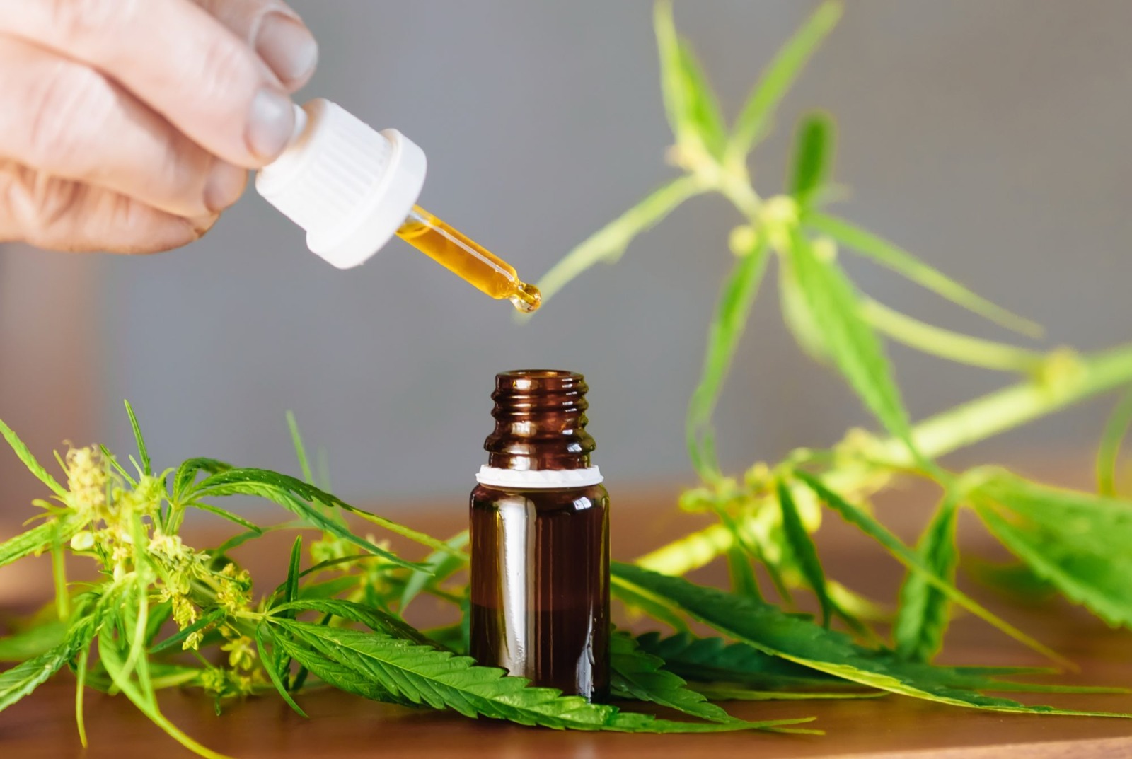 So kannst du CBD Blüten online bestellen – unser Ratgeber