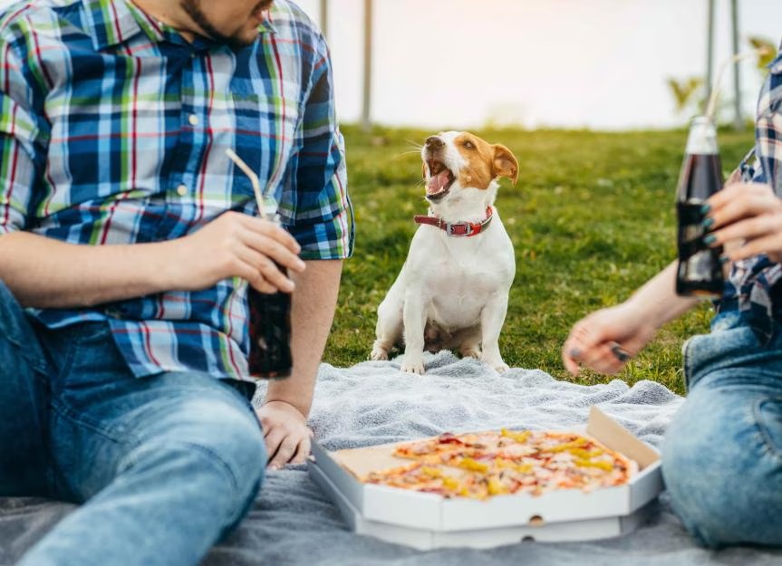 Qualität ganz nah – Pizzeria in der Nähe
