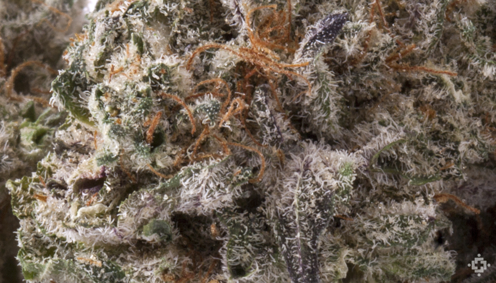 Alles, was Sie über CBD Blumen wissen müssen: Eine umfassende Anleitung